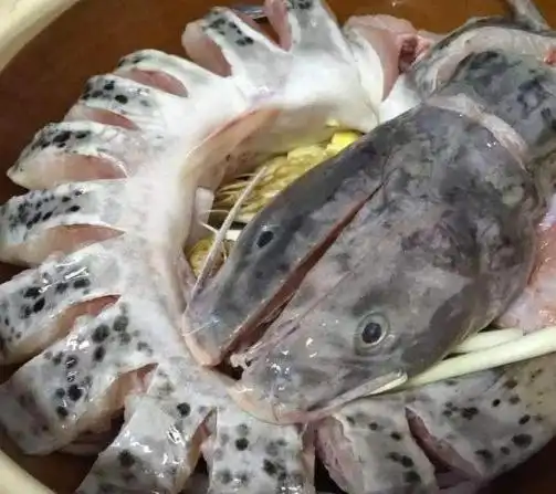 而长得像鲶鱼的芝麻鱼也就比较委屈了,受到了鲶鱼的牵连,导致在市面上