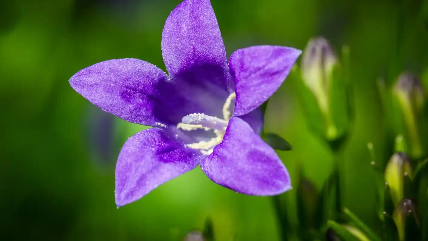 最神秘最高贵的美丽花朵