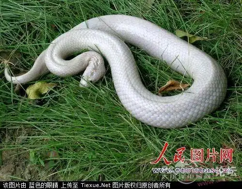 [猎奇] 江西乐平罕见白蛇现身河畔"灵异空间"