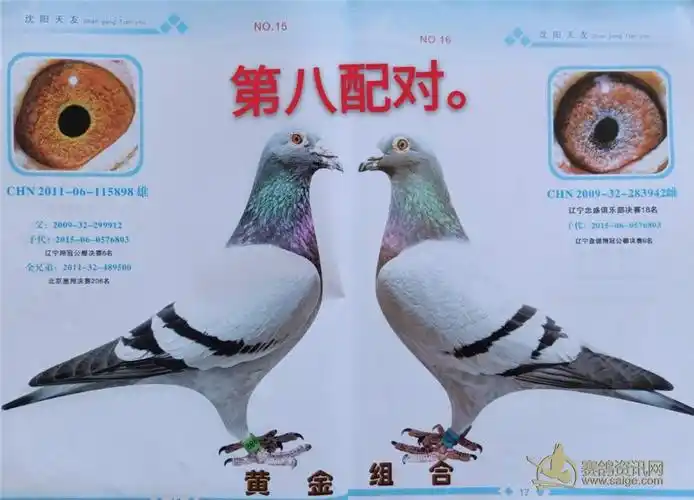 沈阳天友鸽舍十大配对欣赏!