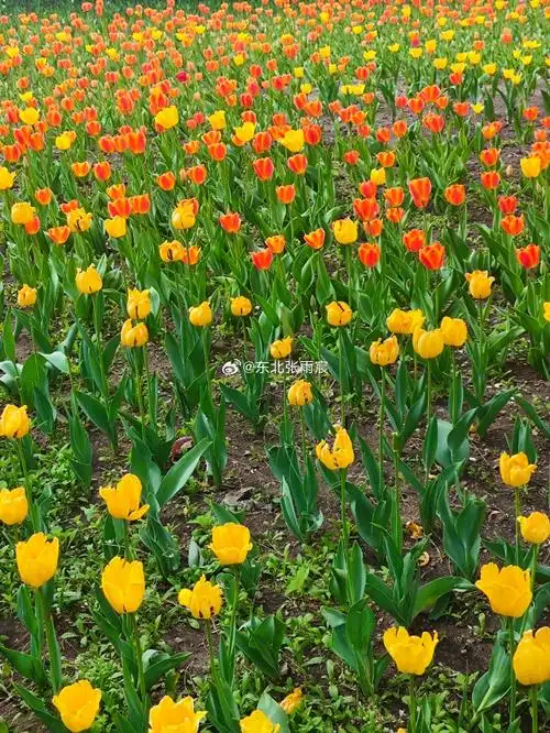 郁你相见93花开长春遇见你93长春公园最有代表性的花卉---郁金香