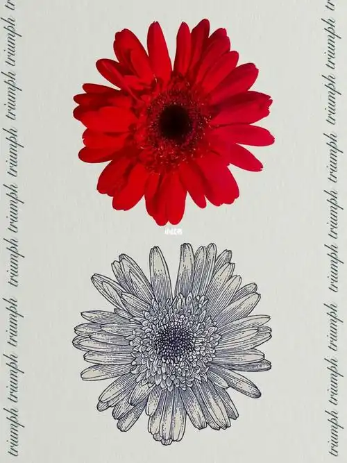 画画的日常  #笔记灵感  #钢笔速写  #钢笔画  #针管笔手绘  #非洲