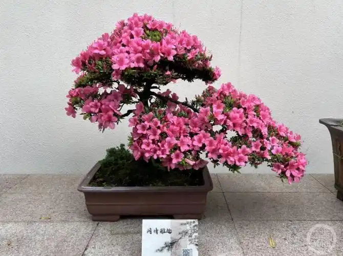 "田原说,此时的杜鹃盆景既可以赏花,又可以欣赏杜鹃枝叶的独特造型