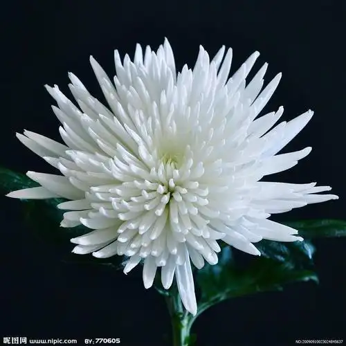 菊花哀思寄 清泪腮边落