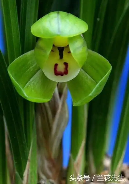 盘点兰花发源地浙江十六种春兰名贵品种