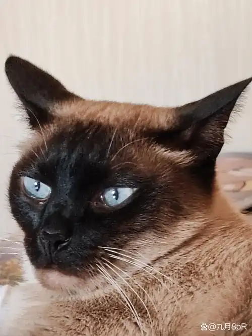 这只猫的蓝色眼睛真的让我疯狂!