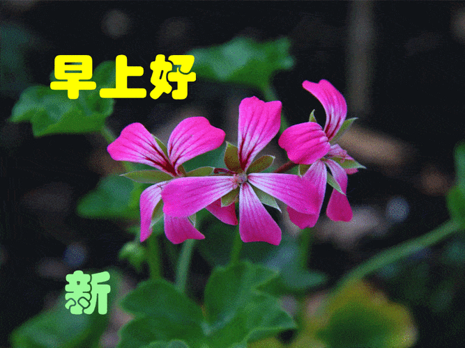 2021早上好问候祝福动态表情图片 最新早晨好问候动态图片表情