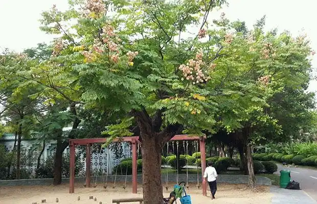 栾树行情虽好,质量还是最大标准