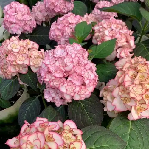 纱织小姐多年生重瓣大花绣球木本植物夏季开花阳台庭院盆栽花期长