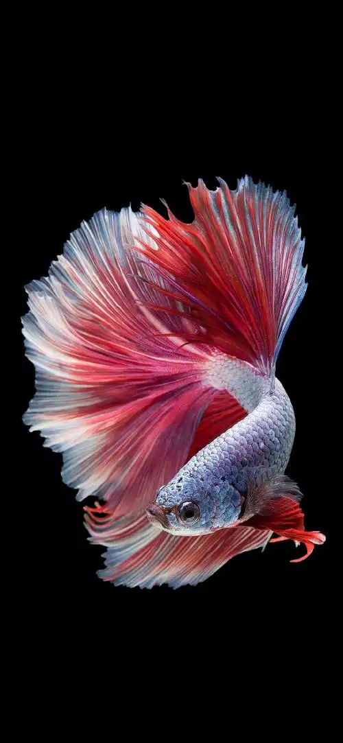 给大家晒个自己的壁纸息屏壁纸等等