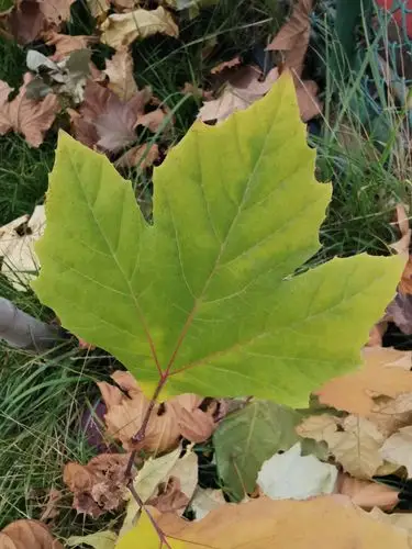 秋末冬初·法桐