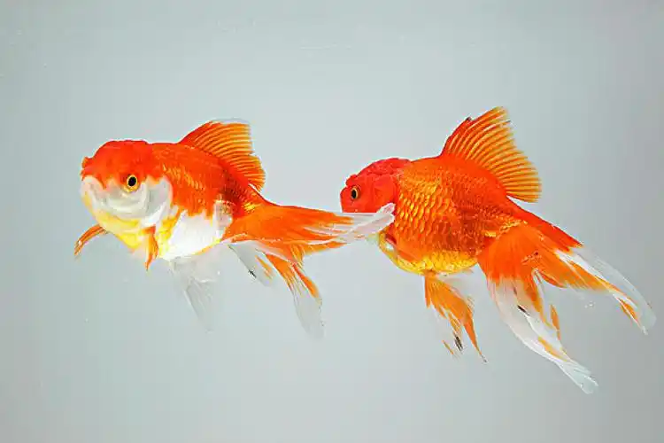 金鱼图片_金鱼高清图片_全景视觉