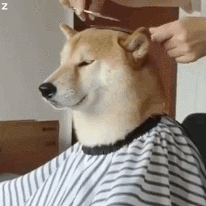 柴犬理发表情包_柴犬_理发表情