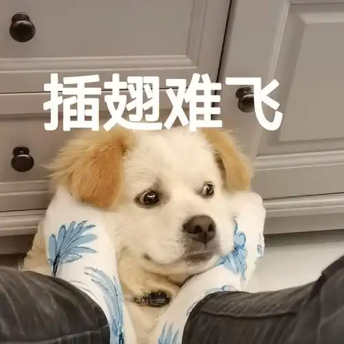 小狗生活之插翅难逃