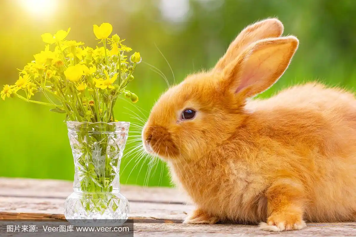 美丽的毛茸茸的红色小兔子在一个阳光明媚的春天,在绿色的背景下的大