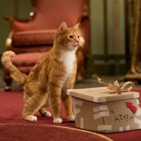 格格巫的黄色阿兹猫