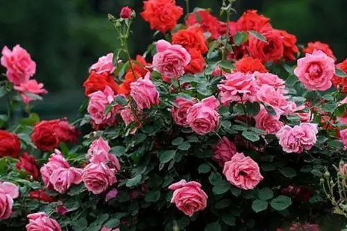 此花是花丛中优雅漫步的公主,粉嫩可爱,高贵优雅让人深深着迷!