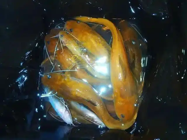 这种鱼外观金黄,长着六根"胡须",这还是真宗的鲶鱼吗?