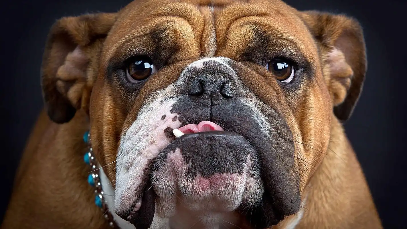 桌面壁纸 动物壁纸 > 正文  本文 斗牛犬高清壁纸_可爱的狗狗斗牛犬由