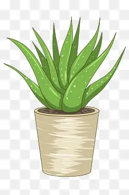 盆栽芦荟卡通植物