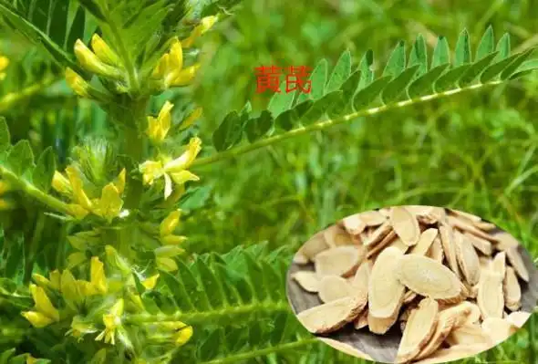 黄芪黄精黄芩什么区别