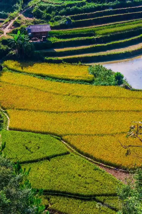 越南木仓寨地区稻田景观
