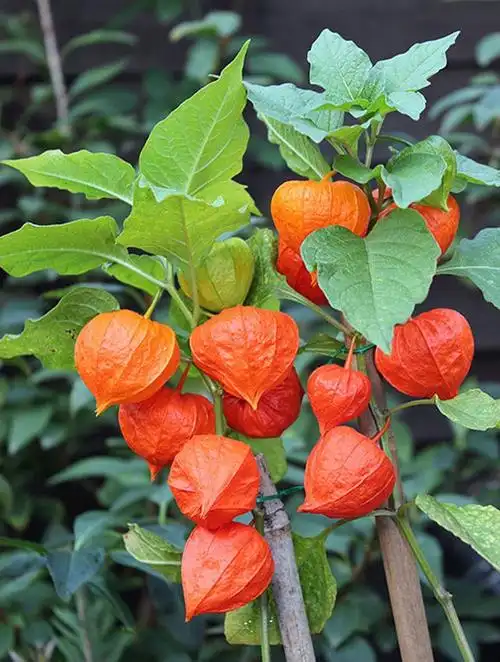 灯笼草的功效与作用