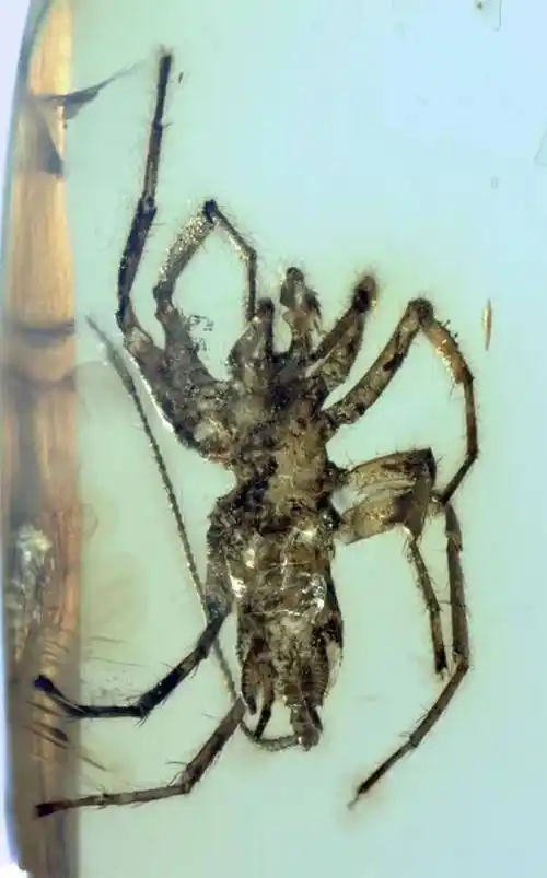 新发现:1亿年前缅甸琥珀中的"怪物蜘蛛"_手机搜狐网