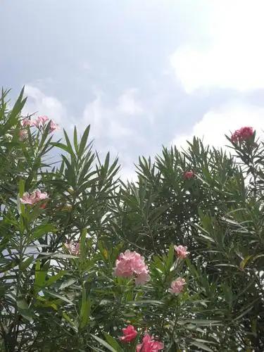 七绝 柳桃花开迎客来