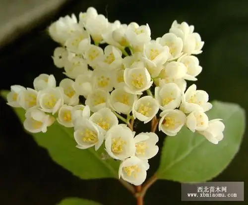 溲疏的栽培技术