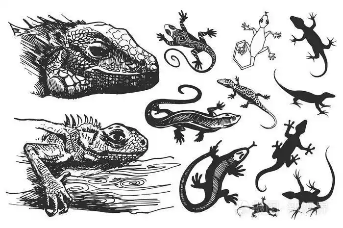 在白色背景的蜥蜴剪影的向量手绘的例证