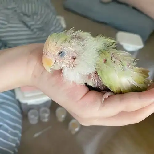 和肉肉咘咘的居家隔离日常