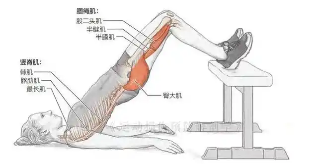 肌群|肌肉|屈曲|杠铃|臀大肌|髋关节_网易订阅