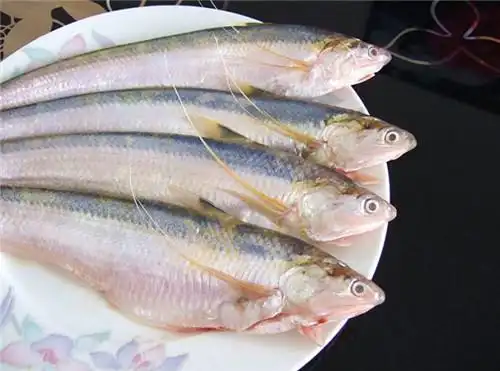 刀鱼图片鉴赏长江刀鱼价格及做法