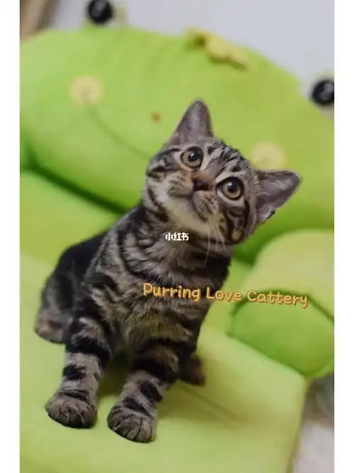 美短自带秋天气息的孩子