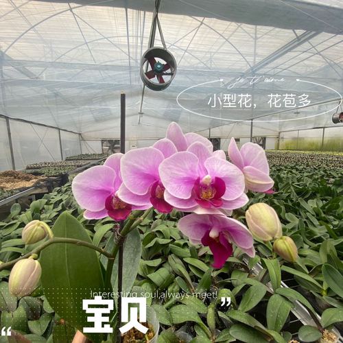 蝴蝶兰宝贝兰花苗盆栽花卉小茶花室内长寿花带花苞四季鲜花花期长