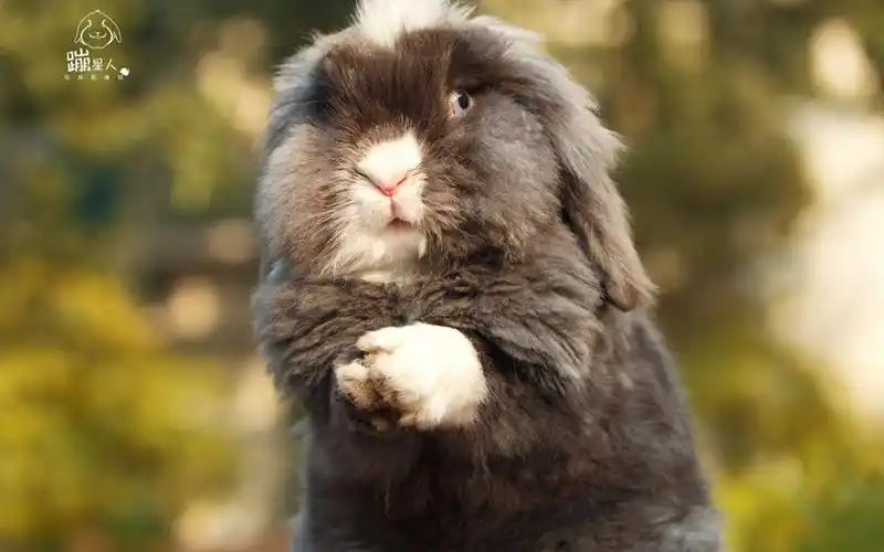 呆萌可爱的兔子图片桌面壁纸