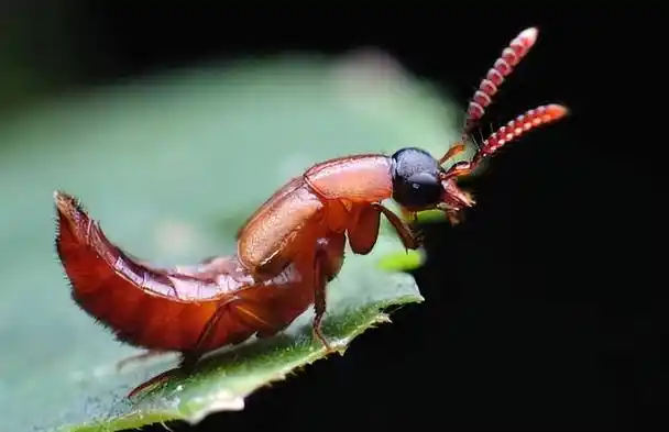 这种常见却不知名的小虫子近日上了热搜,原来它是"会飞的强酸"