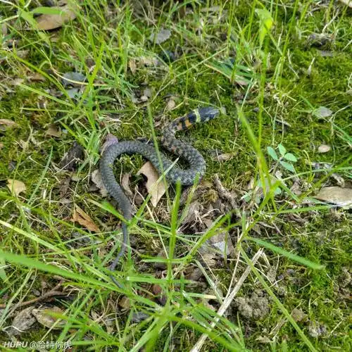 早上在草丛拍到的,请问这是什么蛇?
