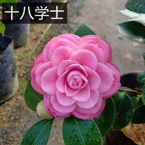 十八学士茶花盆栽树苗白底多色名贵品种山茶花时令草本花卉