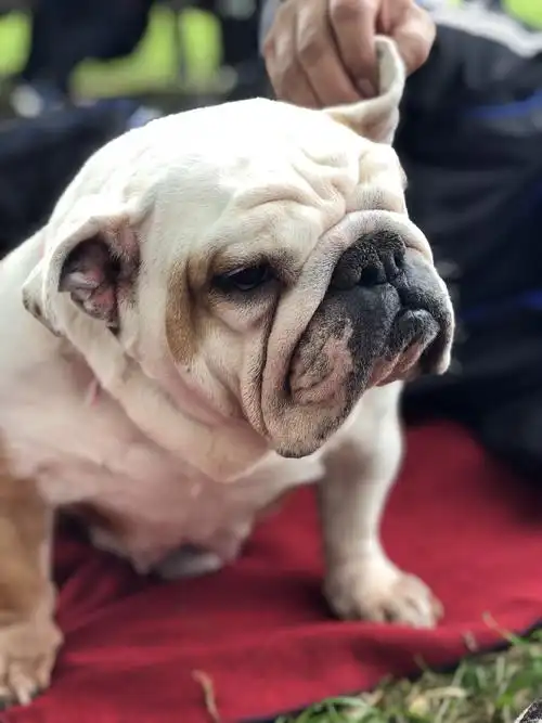 主页 挑选狗狗 英国斗牛犬 英国斗牛图片 英国斗牛犬背景图 - 英国