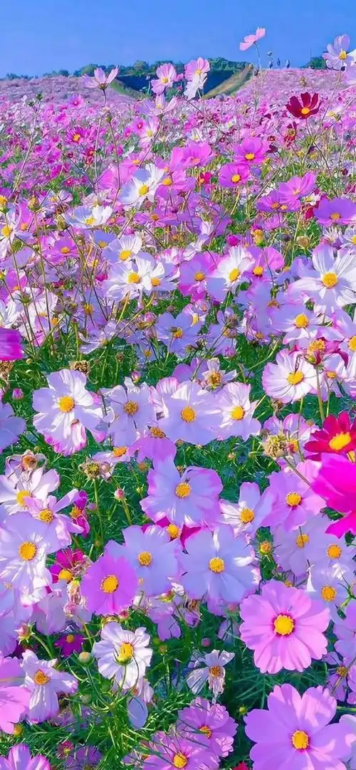 格桑花喜欢阳光,好像阳光越大,花朵越好看似的.