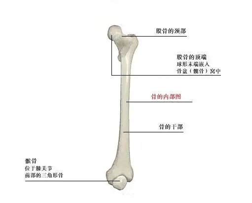 人体大腿骨解剖示意图-人体解剖图