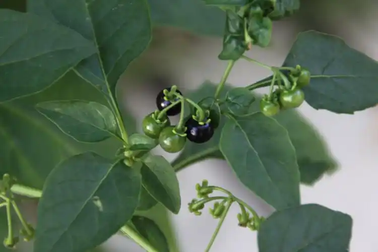 龙葵怎么做好吃图片 龙葵怎么做好吃图片视频