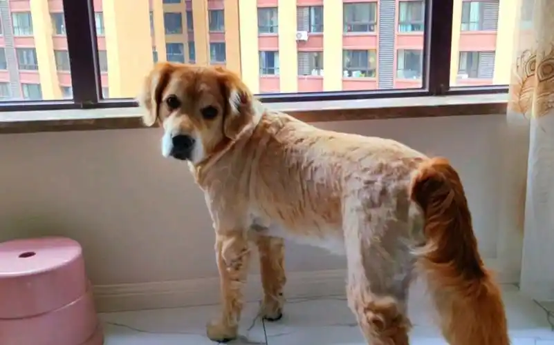 剃了毛的大金毛是不是很丑