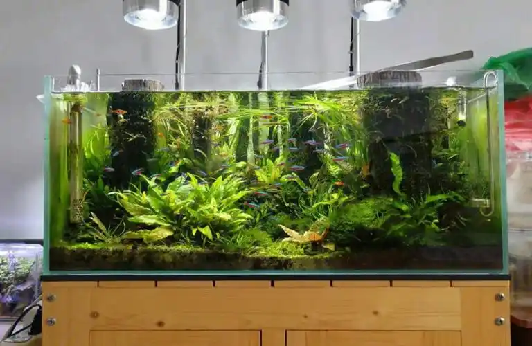 深林奇境水草缸造景08