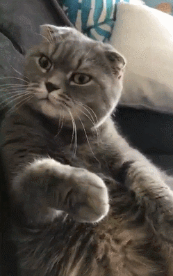 网友不让自家猫咪洗脸猫一个眼神过去直接笑趴网友