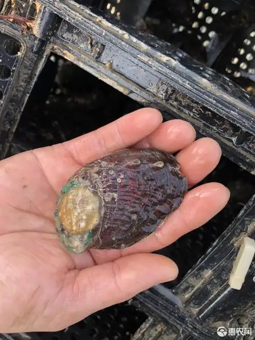 自己家养殖的绿鲍