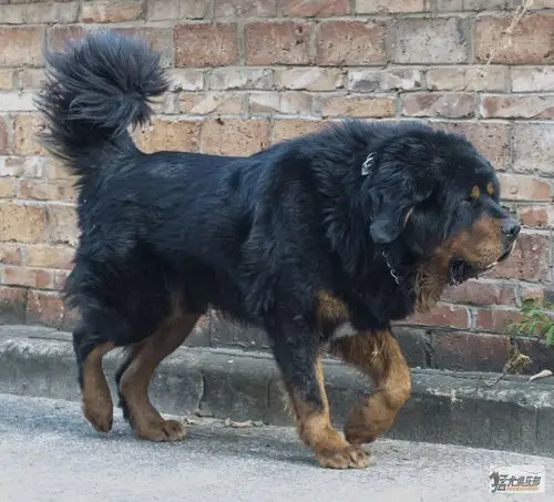 赤托,优秀虎头公獒 - 藏獒版 - 猛犬俱乐部-中国具有影响力的猛犬网站
