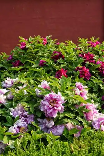 牡丹(芍药)花又开